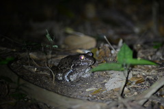 Leptodactylus vastus