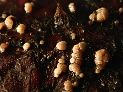 Pezicula eucrita