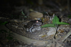 Leptodactylus vastus