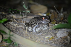 Leptodactylus vastus