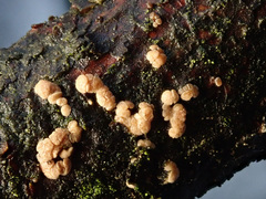 Pezicula eucrita