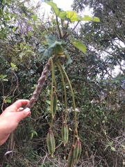 Vasconcellea quercifolia