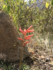 Sacoila lanceolata