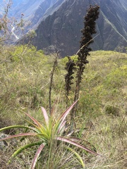 Puya densiflora