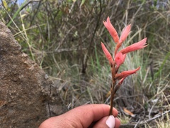 Sacoila lanceolata