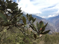 Hesperomeles ferruginea