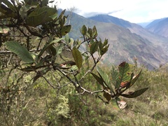 Hesperomeles ferruginea