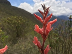 Sacoila lanceolata