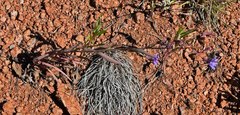 Lactuca pulchella