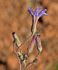 Lactuca pulchella