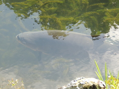 Colossoma macropomum