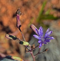 Lactuca pulchella