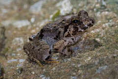Limnonectes malesianus