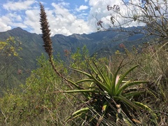 Puya densiflora