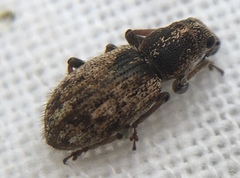 Andrion regensteinense