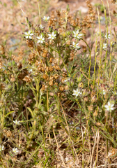 Spergula ramosa