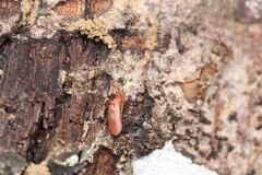 Eoscarta