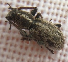 Andrion regensteinense