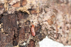 Eoscarta