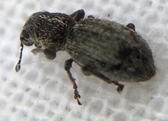 Andrion regensteinense