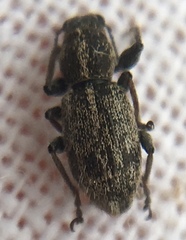 Andrion regensteinense