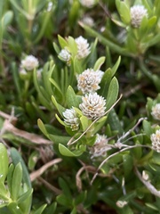 Blutaparon vermiculare