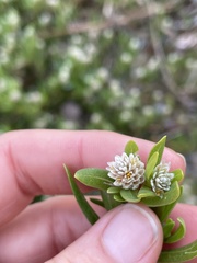 Blutaparon vermiculare