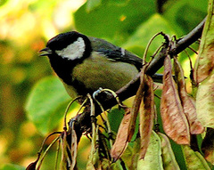 Parus major