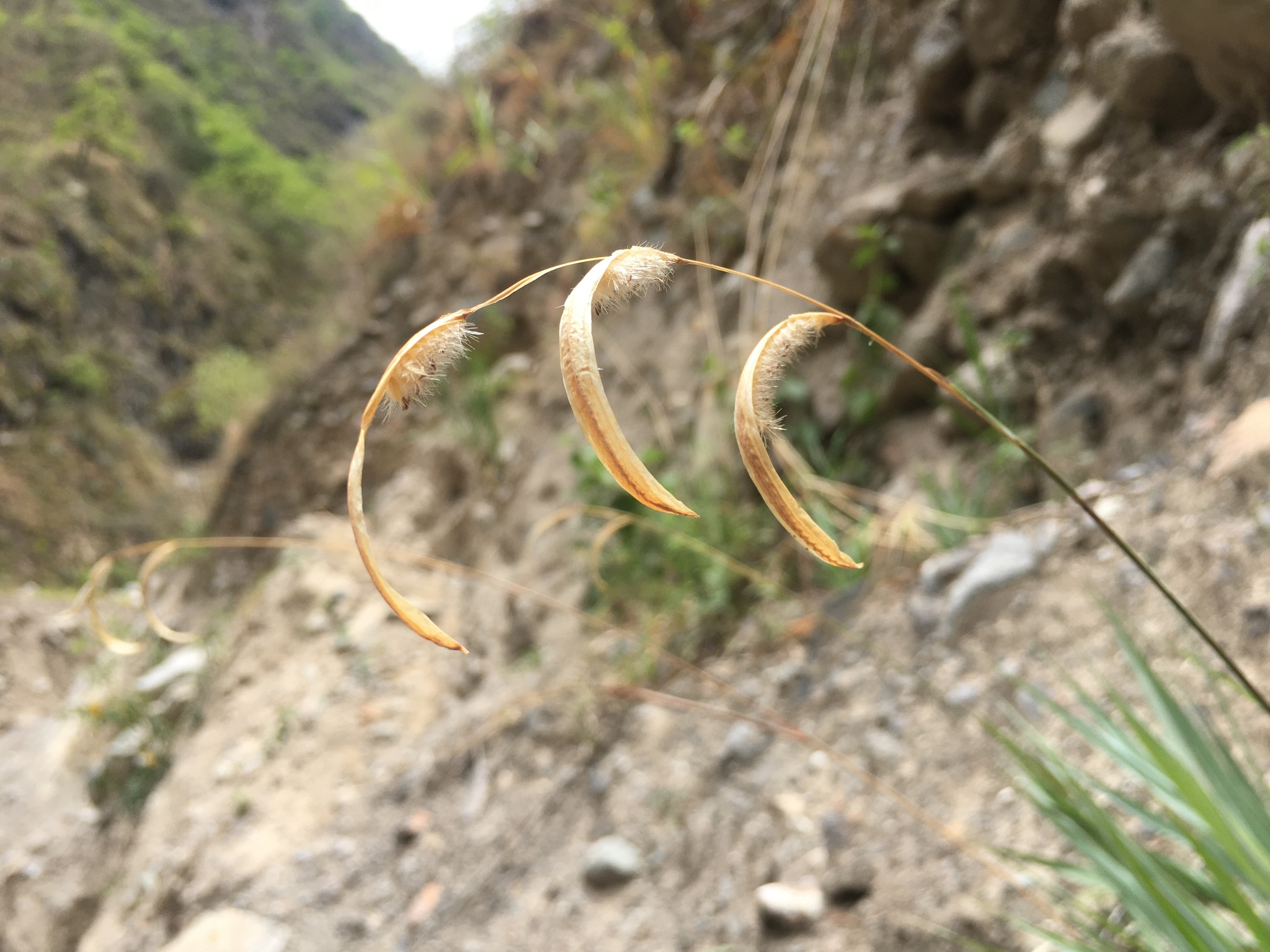 Paspalum ceresia