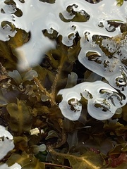 Dictyopteris undulata