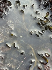 Dictyopteris undulata