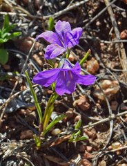 Campanula parryi