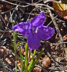 Campanula parryi