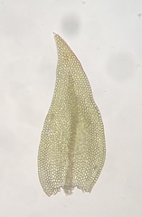Leskea polycarpa