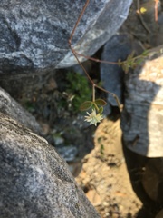 Alternanthera pubiflora