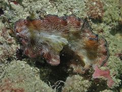 Pseudobiceros fulgor