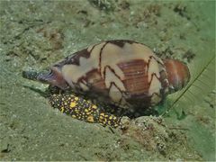 Cymbiola nobilis