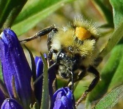 Bombus appositus