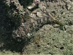 Batrachomoeus trispinosus