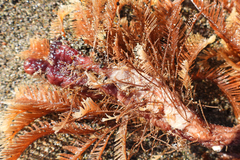 Styela montereyensis