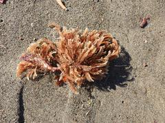 Styela montereyensis