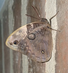 Opsiphanes tamarindi