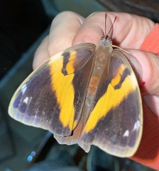 Opsiphanes tamarindi