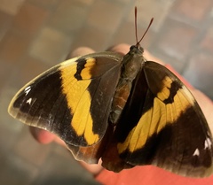 Opsiphanes tamarindi