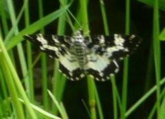 Rheumaptera hastata