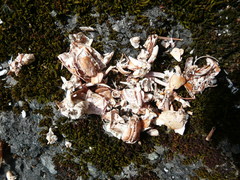 Pacifastacus leniusculus