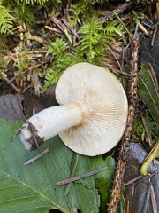 Lactarius pallescens
