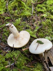 Lactarius pallescens