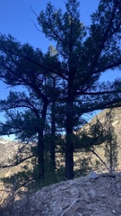 Pseudotsuga macrocarpa