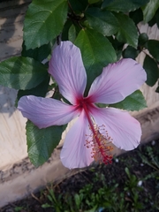Hibiscus